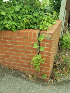 Max-japanese-knotweed-wall-225x300
